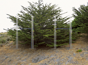 Picture of Cupressus macrocarpa 