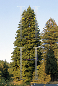 Picture of Sequoia sempervirens 