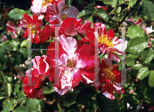 Picture of Rosa  'WEKroalt(Fourth of July)'