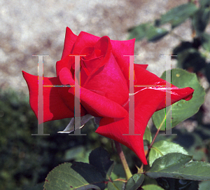 Picture of Rosa  'National Trust'