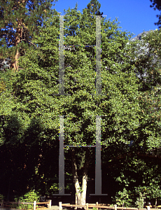 Picture of Alnus rhombifolia '~Species'