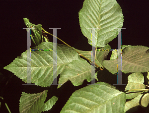 Picture of Alnus rhombifolia 