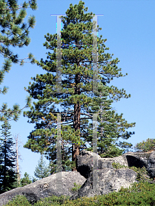 Picture of Pinus jeffreyi 