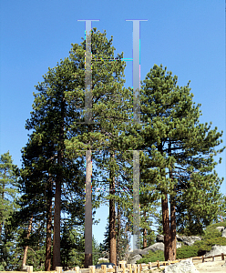 Picture of Pinus jeffreyi 