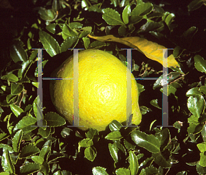 Picture of Citrus limon 'Eureka'