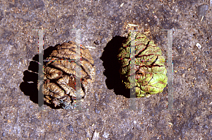 Picture of Sequoiadendron giganteum 