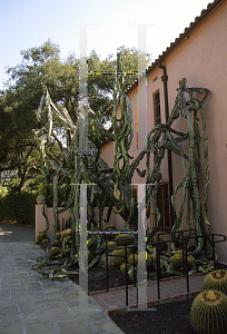 Picture of Euphorbia ingens 