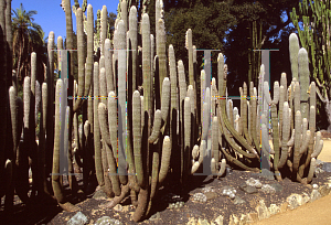 Picture of Cephalocereus senilis 