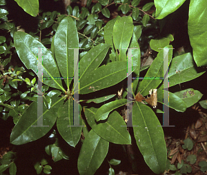 Picture of Rhododendron macrophyllum 