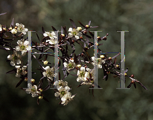 Picture of Leptospermum brevipes 'Burgundy Spray'