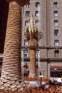 Picture of Phoenix canariensis 