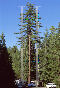 Picture of Pinus lambertiana 