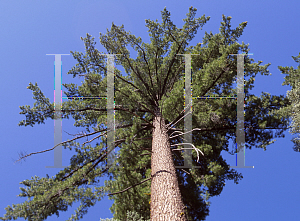 Picture of Pinus lambertiana 