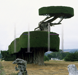 Picture of Cupressus macrocarpa 