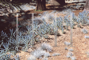 Picture of Senecio mandraliscae 