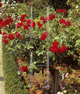 Picture of Rosa  'Europeana'