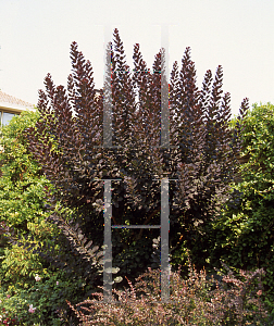 Picture of Cotinus coggygria 'Royal Purple'