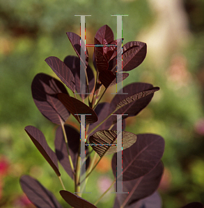 Picture of Cotinus coggygria 'Royal Purple'