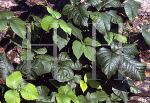 Picture of Toxicodendron radicans 