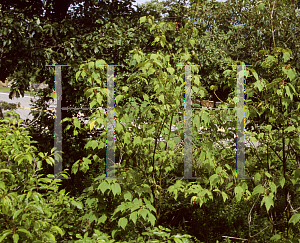 Picture of Acer pensylvanicum 