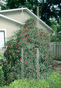 Picture of Illicium floridanum 