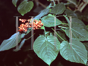 Picture of Clerodendrum speciosissimum 