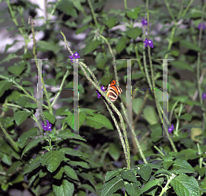 Picture of Stachytarpheta frantzii 