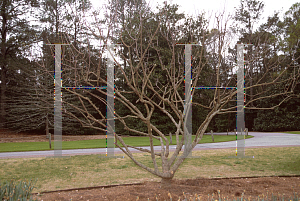 Picture of Vitex agnus-castus 