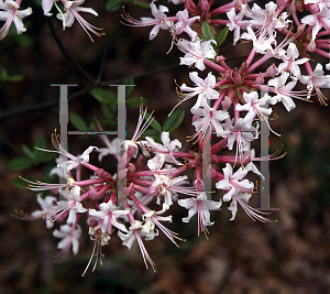 Picture of Rhododendron canescens 