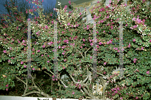 Picture of Loropetalum chinense var. rubrum 