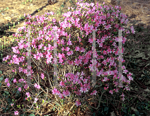 Picture of Rhododendron x obtusum 'Coral Bells'