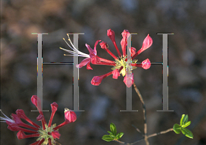 Picture of Rhododendron periclymenoides 