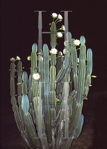 Picture of Hylocereus undatus 