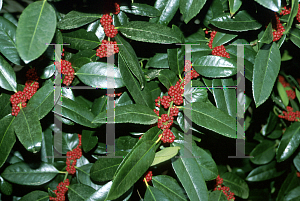 Picture of Ilex latifolia 