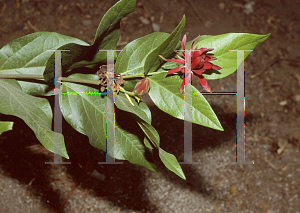 Picture of Calycanthus occidentalis 