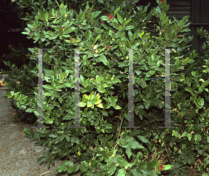 Picture of Calycanthus occidentalis 