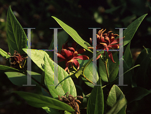 Picture of Calycanthus occidentalis 