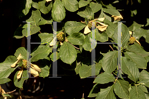 Picture of Cornus nuttallii 