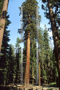 Picture of Sequoiadendron giganteum 