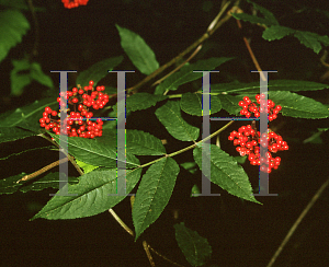Picture of Sorbus sitchensis 