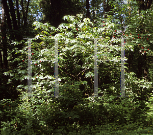 Picture of Sorbus sitchensis 