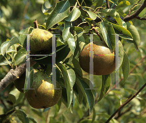 Picture of Pyrus x 'Winter Nelis'