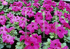 Picture of Petunia x hybrida 'Limbo Violet'