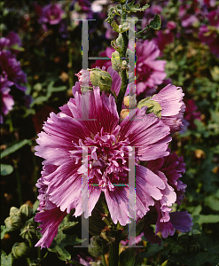 Picture of Alcea rosea 'Queeny Purple'