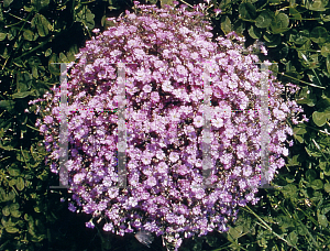 Picture of Gypsophila muralis 'Gypsy Deep Rose'