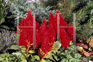 Picture of Celosia argentea (Plumosa Group) 'Fresh Look Red'