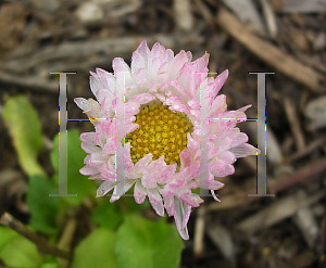 Picture of Bellis perennis 'Robella'