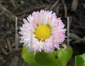 Picture of Bellis perennis 'Tasso Strawberries & Cream'