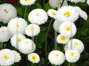 Picture of Bellis perennis 'Tasso White'