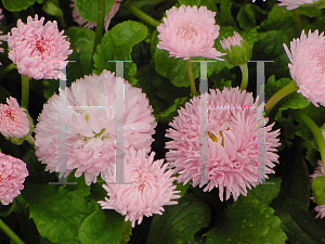 Picture of Bellis perennis 'Robella'